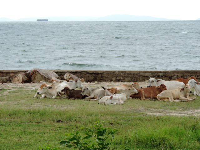 Kühe belagern die Logi-Wiese.